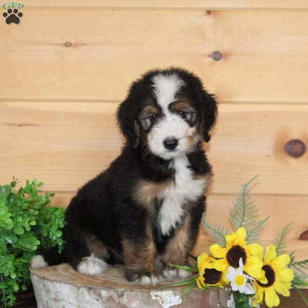 Gourd, Bernedoodle Puppy